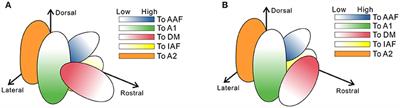 Corrigendum: Reconsidering Tonotopic Maps in the Auditory Cortex and Lemniscal Auditory Thalamus in Mice